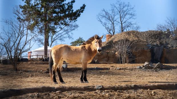 Koně Převalského chová Zoo Praha přes 90 let a hraje klíčovou roli v jeho návratu do mongolských stepí. Poslední divoký kůň světa se letos vrátí i do volné přírody Kazachstánu, avšak ještě předtím – již tuto sobotu – i do Troji. Foto: Oliver Le Que, Zoo Praha