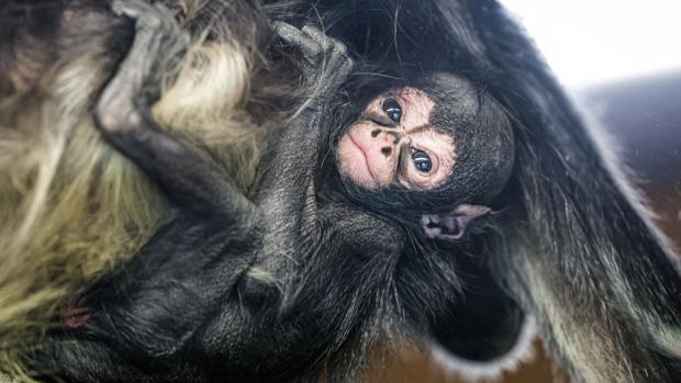 Mládě chápana se v pražské zoologické zahradě narodilo v pondělí 13. dubna. Na snímku je zachyceno přesně v týdnu života. Foto Petr Hamerník, Zoo Praha