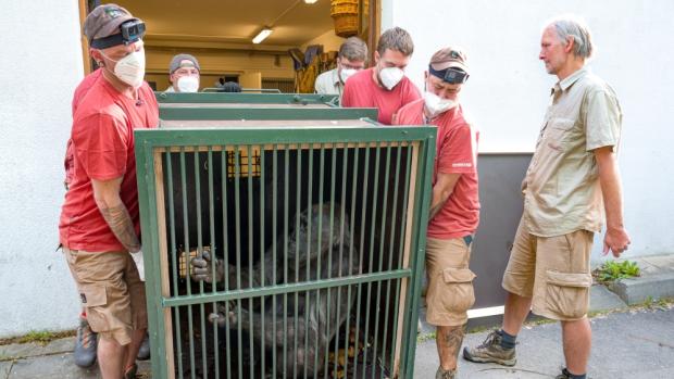 Stěhování gorilí samice Kamby bylo bezproblémové. Nástup do transportní bedny měla už nacvičený. Foto Miroslav Bobek, Zoo Praha