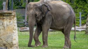 Zoo Praha příští rok nejspíš čeká velká událost – narození dvou dalších slůňat. Jednou ze samic, u které ultrazvukové vyšetření potvrdilo březost, je téměř patnáctiletá Janita. Foto: Petr Hamerník, Zoo Praha. 