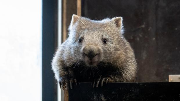 Winkleigh – zde ještě v Kodani – přicestovala do Zoo Praha již v polovině dubna, avšak nejprve musela absolvovat povinnou podovozní karanténu. Foto Oliver Le Que, Zoo Praha