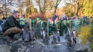 Na Silvestra i na Nový rok proběhne v Zoo Praha celá řada komentovaných krmení. Foto Petr Hamerník, Zoo Praha