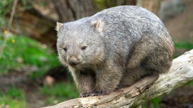 Bezmála pětiletý samec vombata obecného Cooper přišel do Zoo Praha v prosinci 2021 jako první zástupce svého druhu v Česku. Od té doby si hannoverský rodák vybudoval velkou fanouškovskou základnu mezi příznivci a návštěvníky Zoo Praha. Foto Oliver Le Que, Zoo Praha