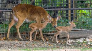 Narození dvojčat jelena lyrorohého je výjimečnou událostí. Foto: Petr Hamerník, Zoo Praha 