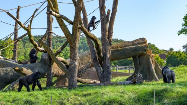 Gorily nížinné ve venkovní expozici Rezervace Dja, foto: Petr Hamerník, Zoo Praha