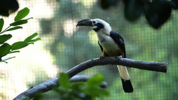 V Zoo Praha se letos podařilo odchovat další mláďata zoborožce rýhozobého. Ta se krmí převážně holátky myší, měkkým ovocem nebo hmyzem. Autor: Petr Hamerník, Zoo Praha