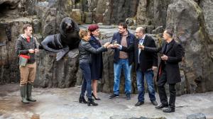 87. hlavní sezónu Zoo Praha symbolicky zahajoval také lachtan Meloun, syn Gastona, který zahynul během povodní 2002. Foto: Ondřej Kroutil, Zoo Praha.