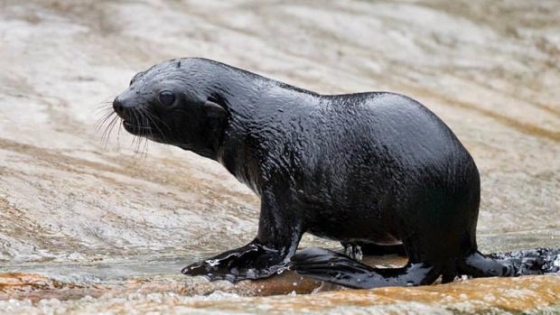 Lachtaní slečna je 9. mládětem odchovaným v Praze. Foto: Tomáš Adamec, Zoo Praha