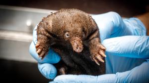 Mládě ježury australské v Zoo Praha při prvním vážení mělo přesně 244 gramů. Pohlaví prozatím není možné určit. Foto Miroslav Bobek, Zoo Praha 