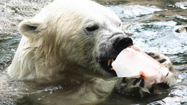 Kusy zmrzliny medvědy nejen ochladí, ale i zabaví. Foto: Martin Smrček, Zoo Praha