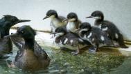 Foto: Petr Hamerník, Zoo Praha