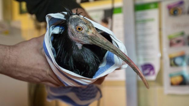 Kontrola zatím posledního odchyceného ibise, foto: Václav Šilha, Zoo Praha