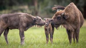 Foto: Ingolf Koenig-Jablonski