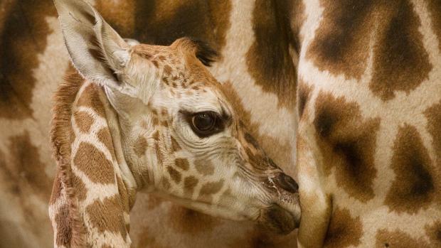 Dcera žirafy Kleopatry. Foto: Tomáš Adamec, Zoo Praha