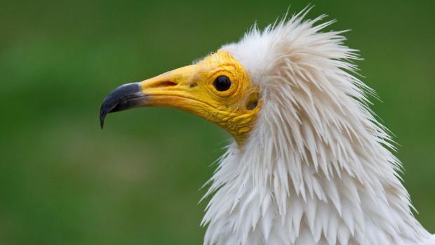 Sup mrchožravý. Foto: Tom,áš Adamec, Zoo Praha