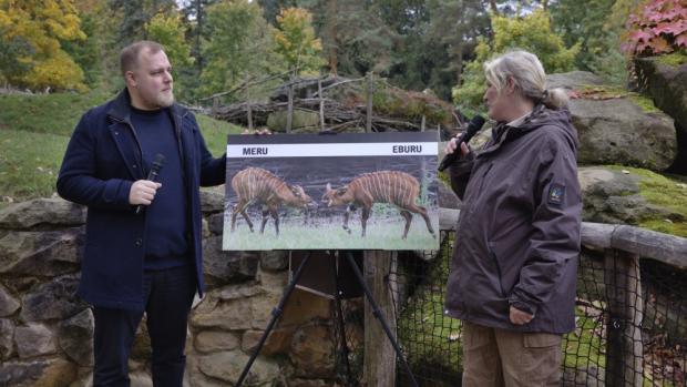 „Ušatá“ mláďata dostala jména Eburu a Meru. Na fotografii zleva youtuber Jakub Steklý alias Stejk a chovatelka Lucie Křížová. Foto Václav Šilha, Zoo Praha