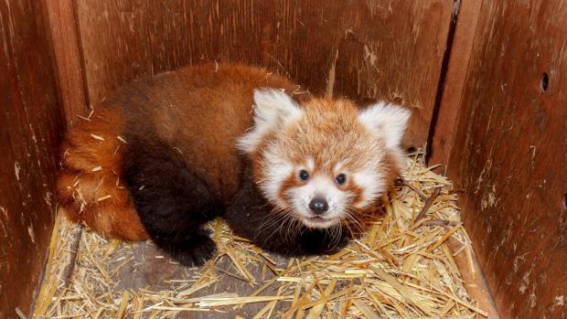 Návštěvníci Zoo Praha teď mohou při troše štěstí zahlédnout hned u hlavního vchodu vzácný přírůstek – mládě pandy červené. Foto: Pavel Brandl, Zoo Praha.