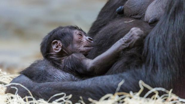 Shinda, a Western Lowland gorilla female gave birth to her firstborn. Miroslav Bobek, Prague Zoo 