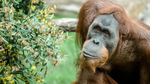 Foto: Petr Hamerník, Zoo Praha