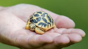 Mládě želvy hvězdnaté, foto: Petr Hamerník, Zoo Praha