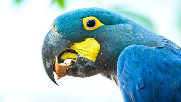 At first glance, the Lear’s macaw resembles the hyacinth macaw, but it is about a quarter smaller, its plumage is less uniformly blue, and the yellow bare skin at the base of the beak is rounded rather than stripe-shaped. Photo: Petr Hamerník