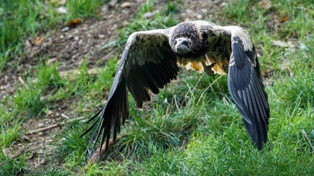 Tříměsícní mláďata supa mrchožravého se učí letecké akrobacii. Foto: Petr Hamerník, Zoo Praha