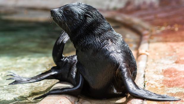 Malý lachtan chodí dopoledne do venkovního bazénu. Foto: Petr Hamerník, Zoo Praha