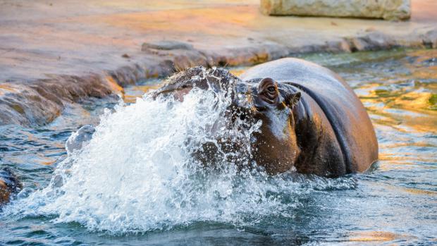 Hroch obojživelný. Foto: Jana Myslivečková, Zoo Praha