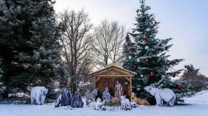 Vánoční kavkazskou jedli naleznou návštěvníci na Veselovského louce u expozic gibonů stříbrných a malp zlatobřichých . Foto Oliver Le Que, Zoo Praha