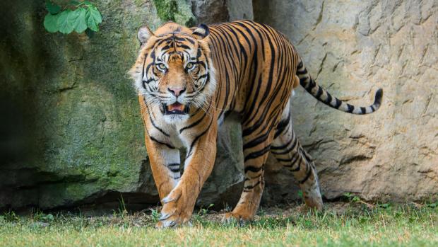 Achilles the Sumatran tiger shortly after his arrival to Prague. Photo Petr Hamerník, Prague Zoo