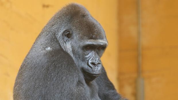 Duni, foto: Miroslav Bobek, Zoo Praha