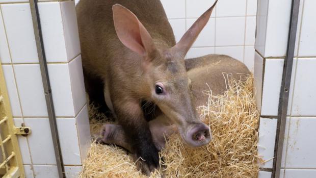 Samice hrabáče kapského Nyota odjela ze Zoo Praha do nového domova v Zoo Olomouc. Foto: Petr Hamerník, Zoo Praha.