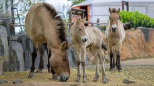 The Przewalski’s horse foal born on Friday is taking increasingly confident steps; nevertheless, it still stays close to its mother. The mare, Victoria II, is a first-time parent, but so far she is doing well. Photo by Petr Hamerník, Prague Zoo