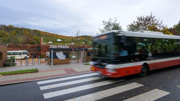 Náš Toulavý autobus vozí v Kamerunu děti do míst, kde se mohou více dozvědět o gorilách a ostatních obyvatelích tropického deštného lesa. Vydejte se i vy do pralesa autobusem! Foto: Petr Hamerník, Zoo Praha 