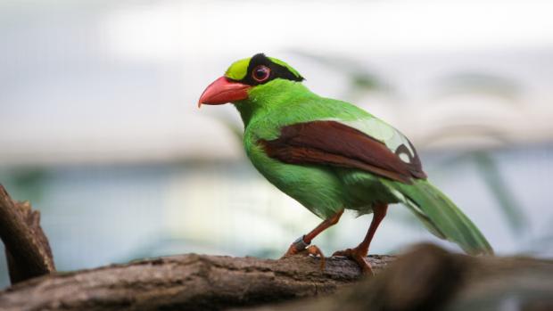 Kraska krátkoocasá jávská, foto: Václav Šilha, Zoo Praha