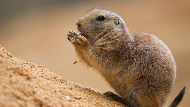 Psoun prériový – nejoblíbenější zvíře v rámci adopcí, foto: Tomáš Adamec, Zoo Praha