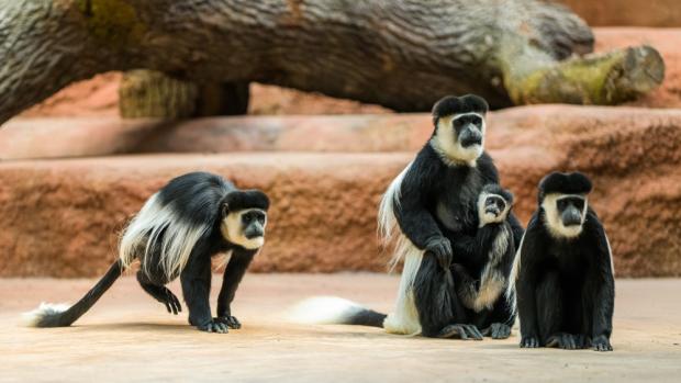 Celkem pětičlenná skupina gueréz pláštíkových v těchto dnech prozkoumává svou expozici v novém pavilonu goril. Foto Petr Hamerník, Zoo Praha