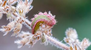 Caterpillar of the critically endangered eastern baton blue (Pseudophilotes vicrama). Photo: Miroslav Bobek, Prague Zoo