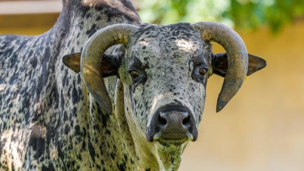 Photo: Petr Hamerník, Prague Zoo