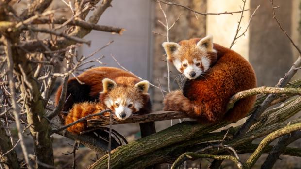 Pandy červené Jerry a Regica, foto: Oliver Le Que, Zoo Praha