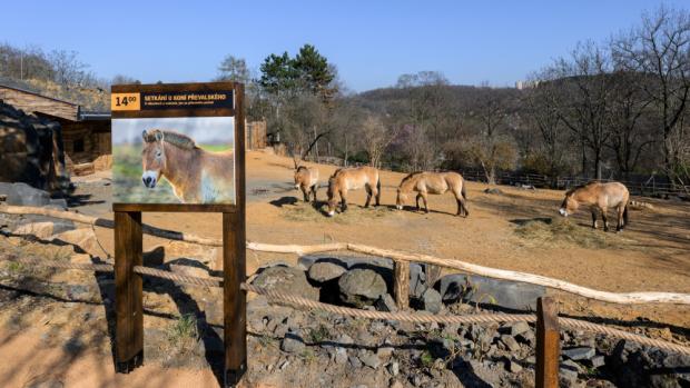 he Gobi exhibition (not only) for Převalský's horses was opened by the Prague Zoo on Saturday. During the coming weekend, those interested can get to know it during special guided tours, which start at 2 p.m. both days at the top station of the cable car. Photo by Petr Hamerník, Prague Zoo