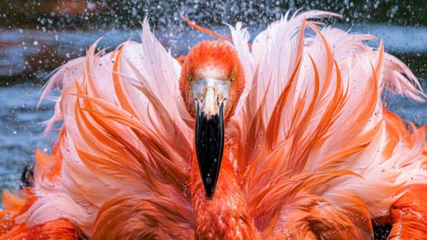 Plameňáci jsou vlajková zvířata nové kampaně Mokřady pro život. Na snímku je plameňák kubánský při koupeli. Foto Petr Hamerník, Zoo Praha