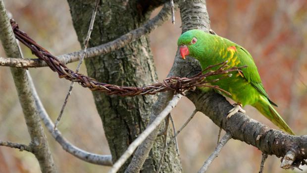 Lori žlutoskvrnný s pomlázkou. Foto: Petr Hamerník, Zoo Praha