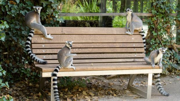 Foto: Petr Hamerník, Zoo Praha