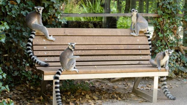 Foto: Petr Hamerník, Zoo Praha 