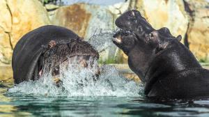 Photo: Petr Hamerník, Prague Zoo