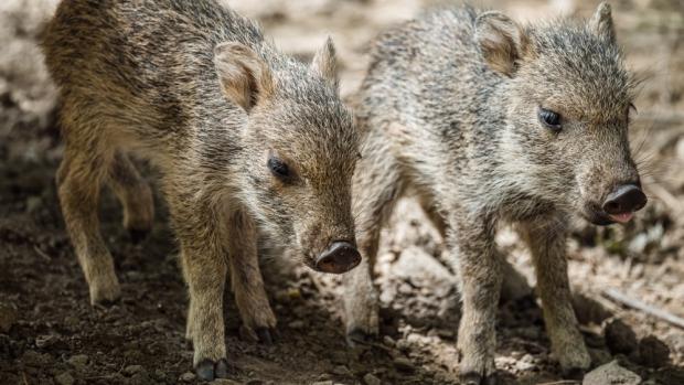 Jde již o deváté a desáté mládě narozené v Zoo Praha. Aktuálně skupina pekariů Wagnerových čítá jedenáct jedinců. Autor: Petr Hamerník, Zoo Praha 