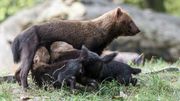 Mláďata jejich matka ještě stále kojí, dostávají však i pevnou stravu. Foto: Petr Hamerník, Zoo Praha