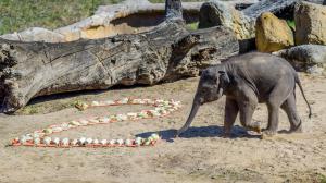 Oslavenec Max jako první naběhl na narozeninovou nadílku vyskládanou z mrkví, zelí, kapusty, jablek a hrušek. Foto: Petr Hamerník, Zoo Praha