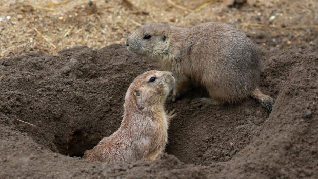 Foto: Miroslav Bobek, Zoo Praha